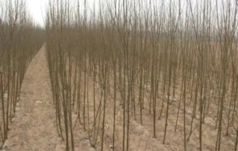 垂柳行道绿化工程垂柳成活率高耐旱耐寒《生长速度快》