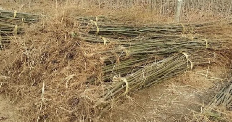 垂柳行道绿化工程垂柳成活率高耐旱耐寒《生长速度快》