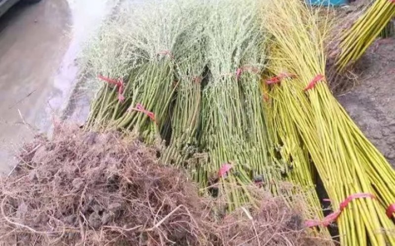 垂柳行道绿化工程垂柳成活率高耐旱耐寒《生长速度快》