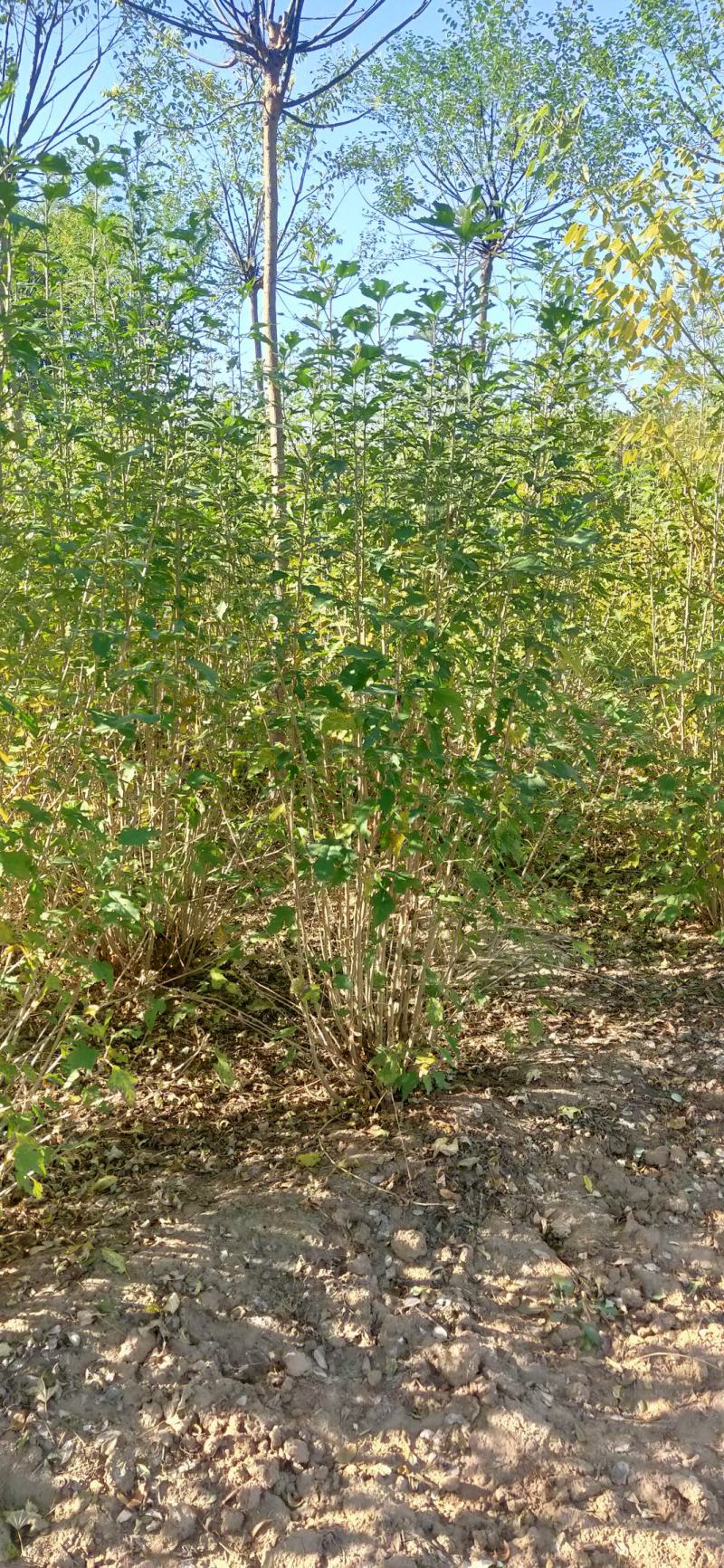 木槿丛生木槿河北正宗丛生木槿产地直销独干木槿精选厂家