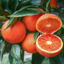 产地塔罗科血橙现已大量上市本人实力代办多年诚信经营合作共