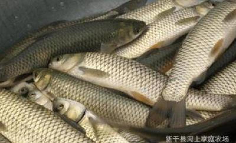 鲫鱼水产养殖基地出售各种规格垂钓鲫鱼四大家鱼保质量价格优