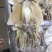 墨鱼干东鸡花鸡干货年货一斤一头淡盐