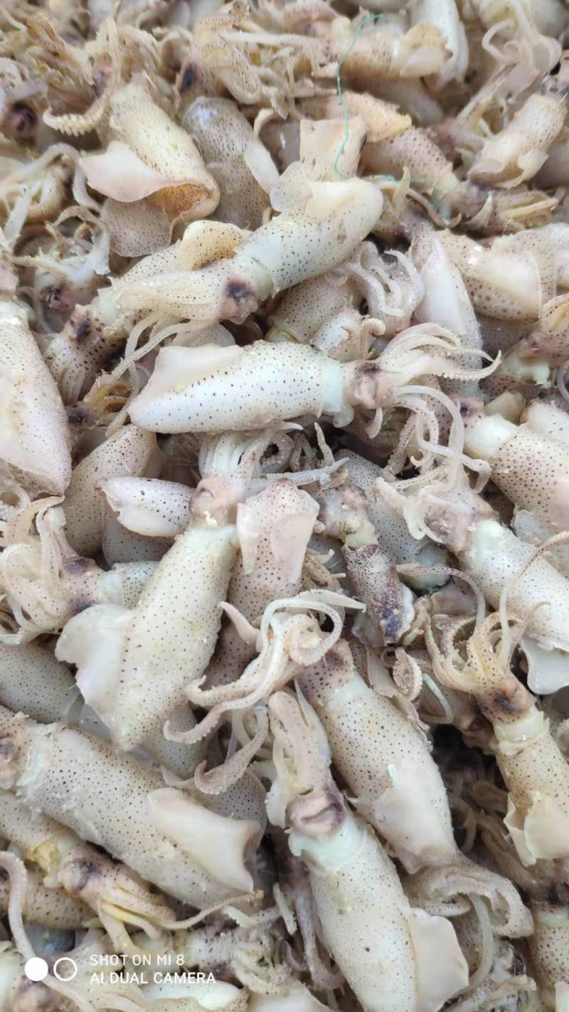 海兔子，炒菜，即食，做汤，质量杠杠得。。