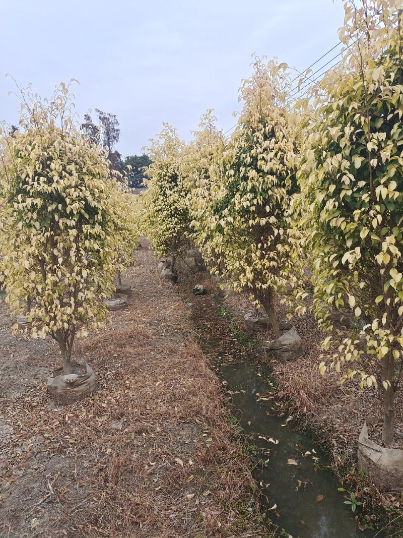 金叶垂容，大量工程绿化苗木