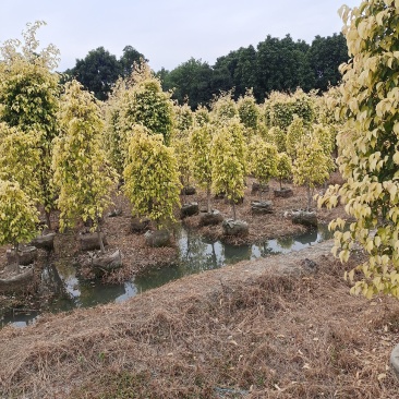 金叶垂容，大量工程绿化苗木
