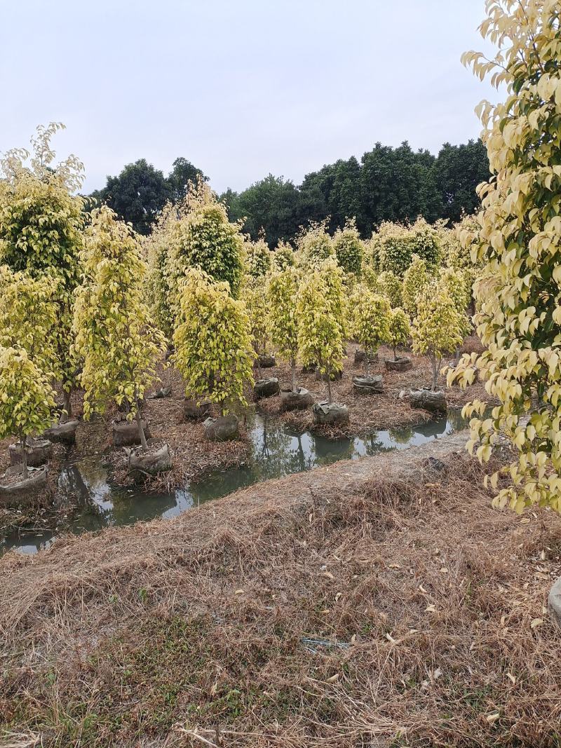 金叶垂容，大量工程绿化苗木
