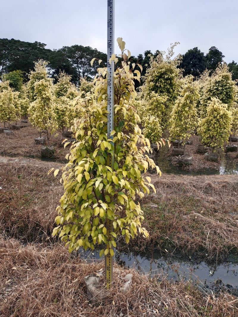 金叶垂容，大量工程绿化苗木