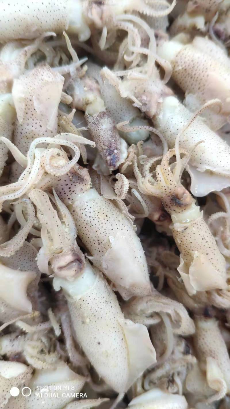 海兔子，炒菜，即食，做汤，质量杠杠得。。