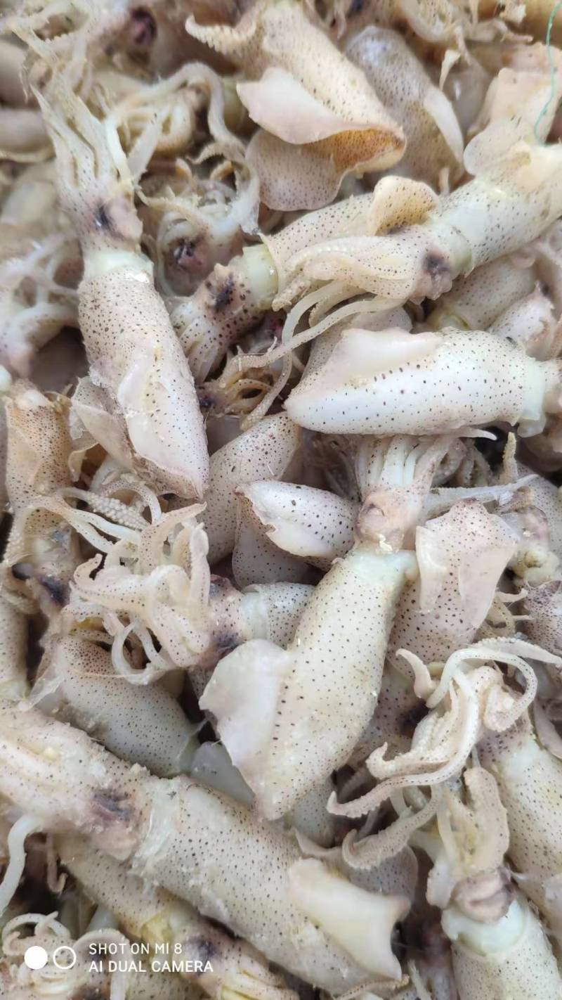 海兔子，炒菜，即食，做汤，质量杠杠得。。