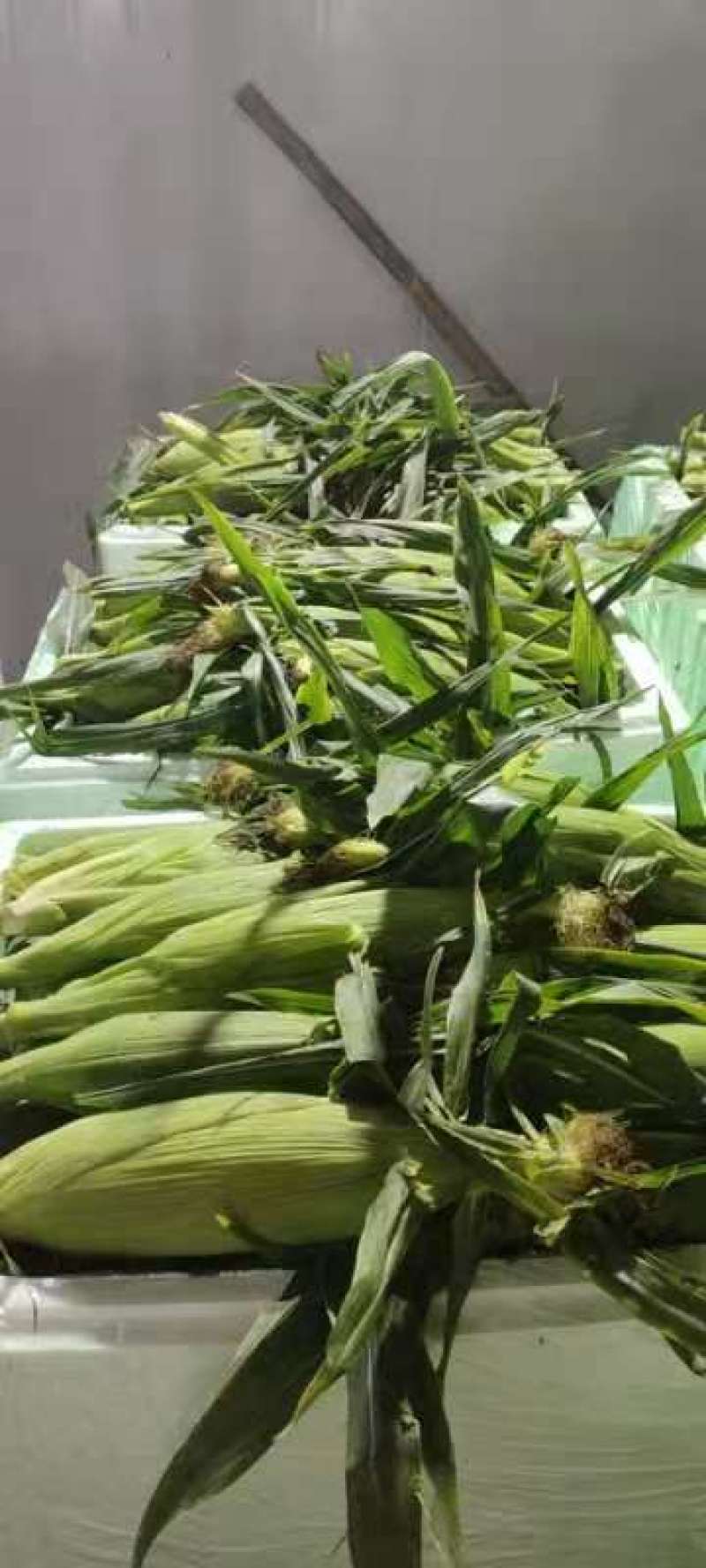 双色甜翠玉米，又名金银包，