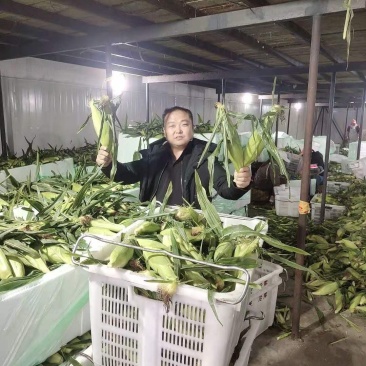 双色甜翠玉米，又名金银包，
