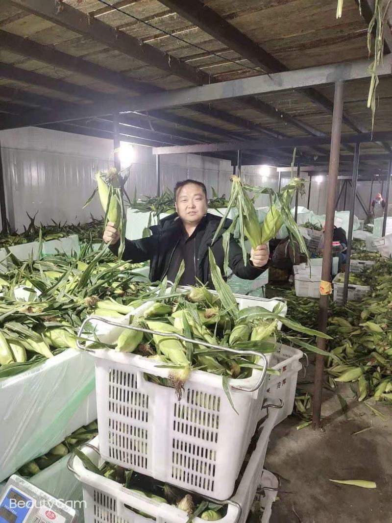 双色甜翠玉米，又名金银包，