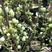 长寿冠海棠盆景长寿乐海棠各种品种规格的海棠