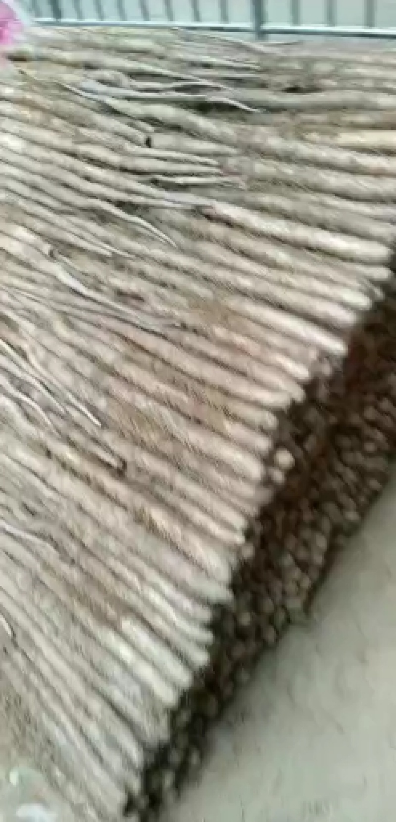新鲜白玉山药大量走货中
