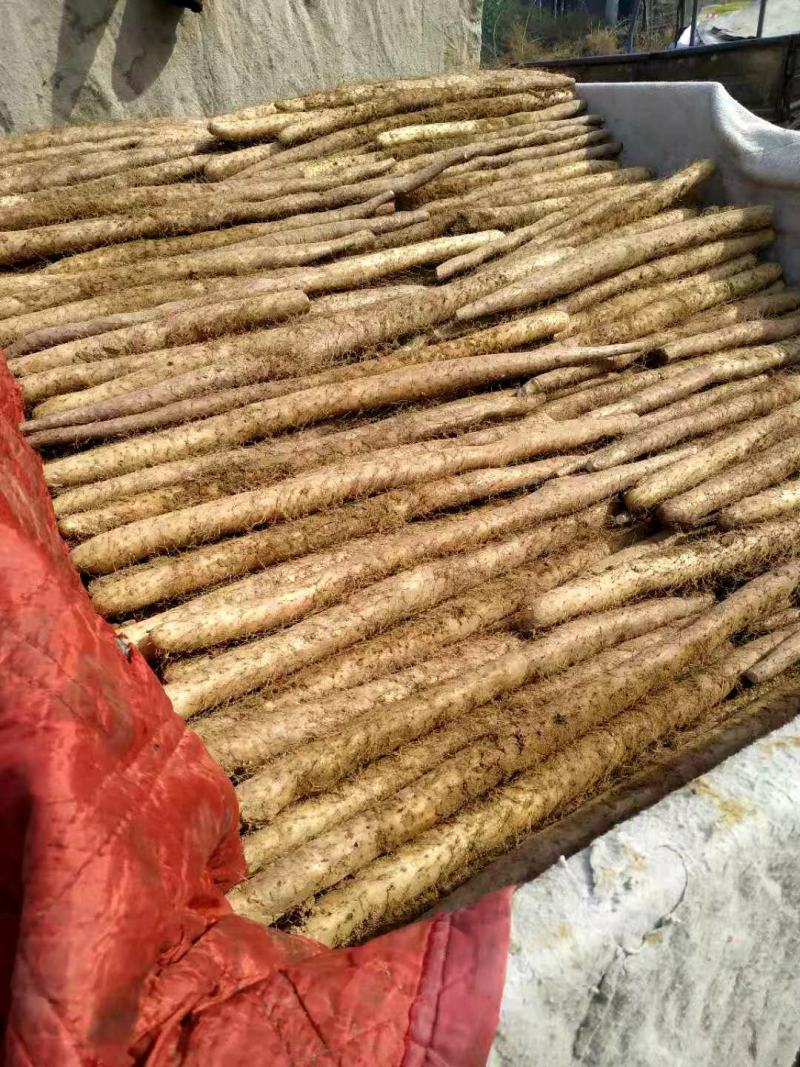 新鲜白玉山药大量走货中