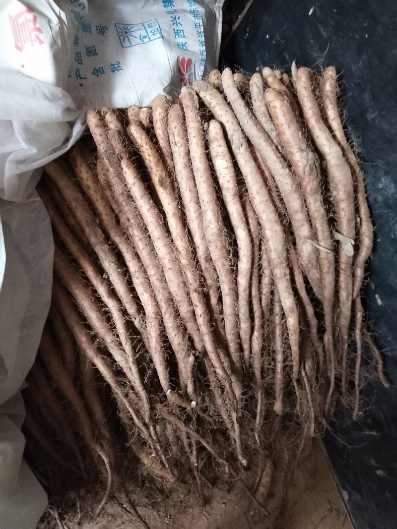 新鲜白玉山药大量走货中