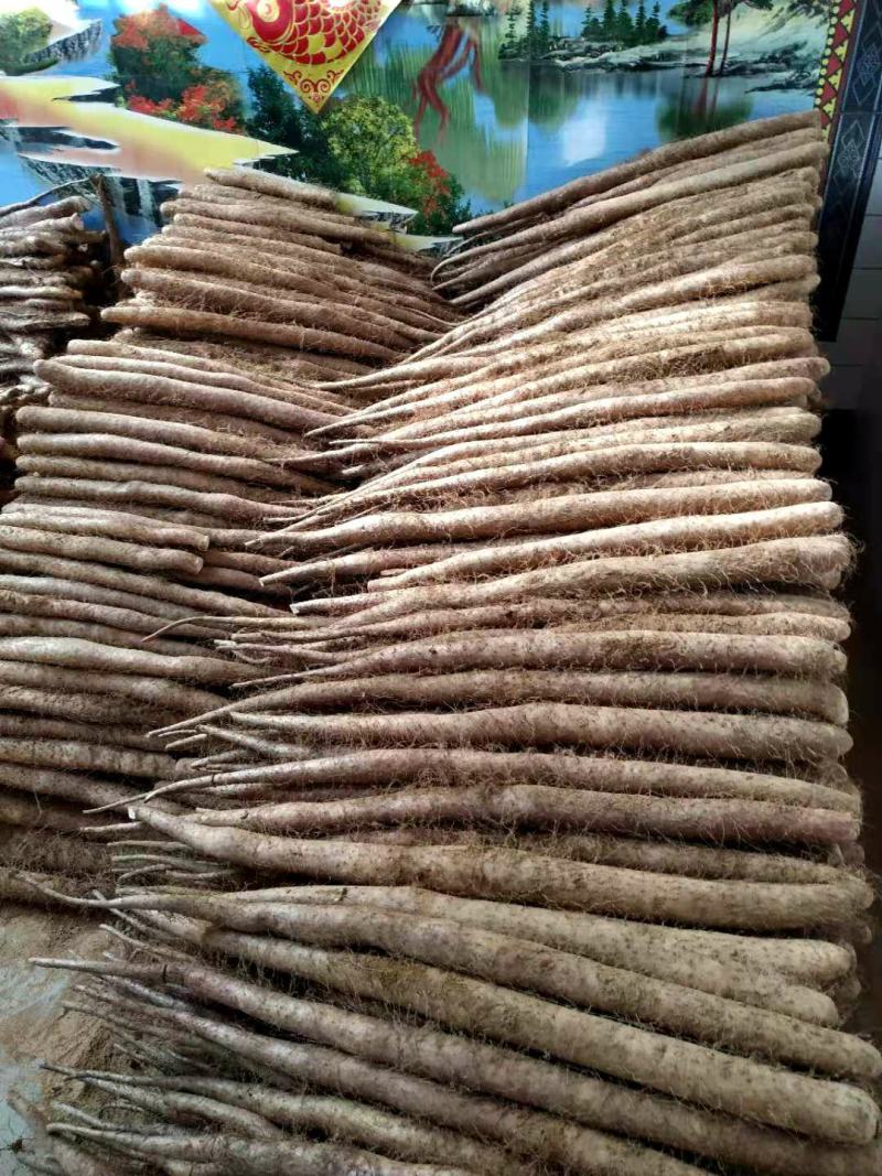 新鲜白玉山药大量走货中