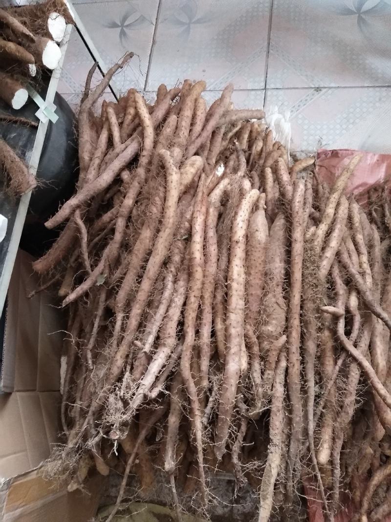 新鲜白玉山药大量走货中