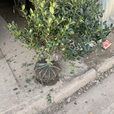 工程绿化苗枸骨球大小规格齐全有需要可联系