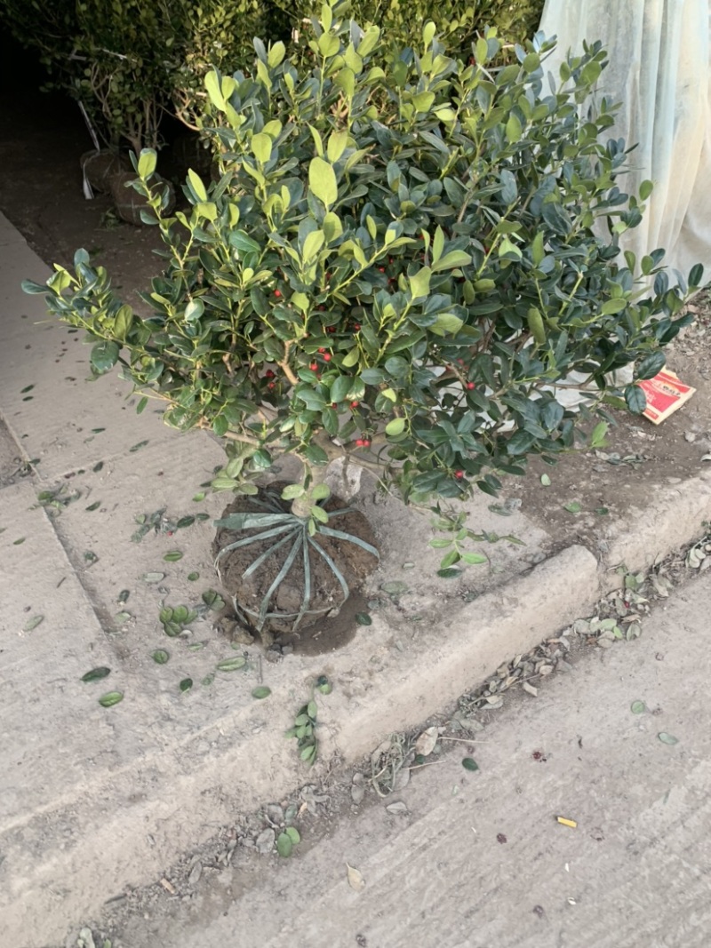 工程绿化苗枸骨球大小规格齐全有需要可联系