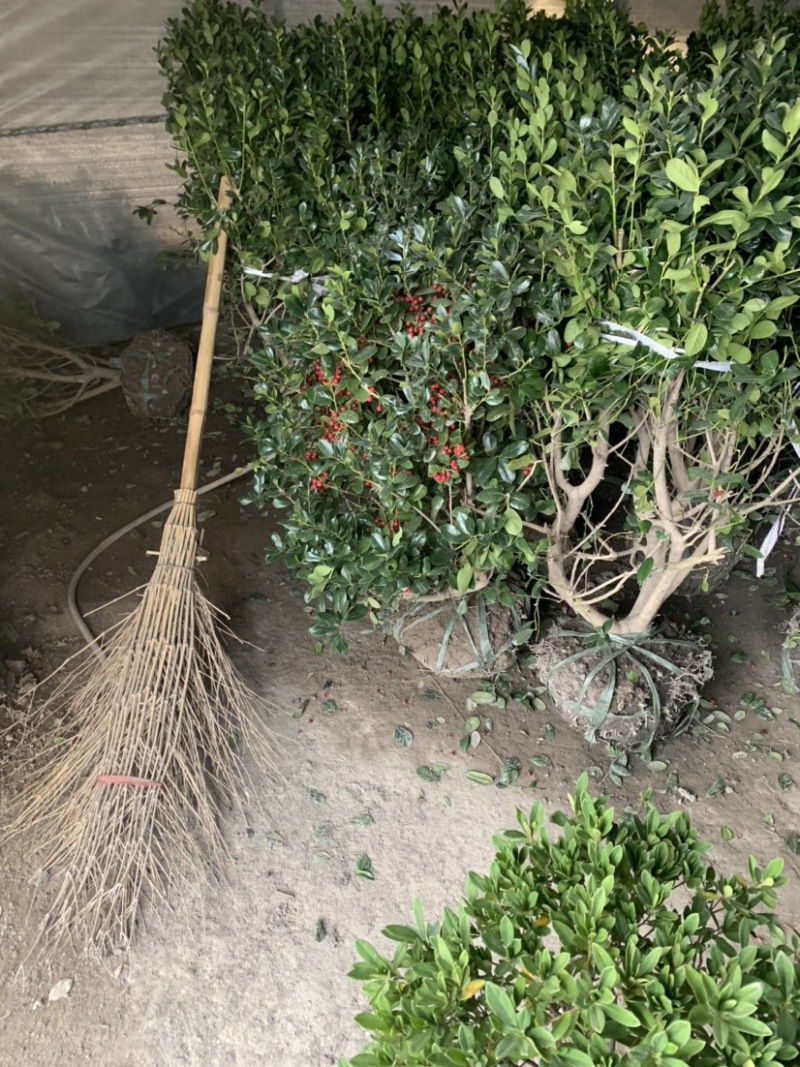 工程绿化苗枸骨球大小规格齐全有需要可联系