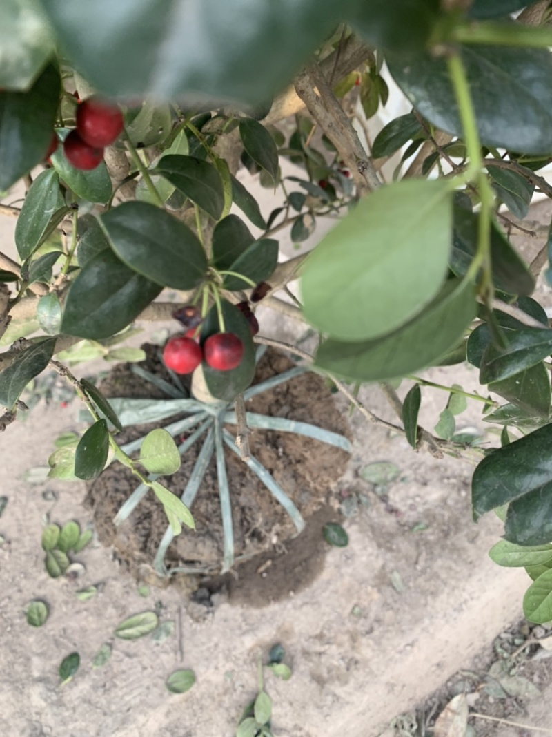工程绿化苗枸骨球大小规格齐全有需要可联系