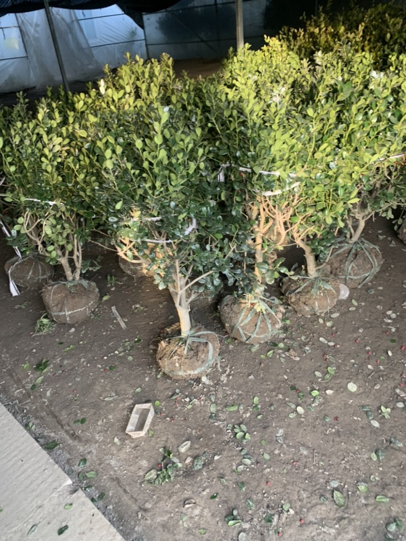 工程绿化苗枸骨球大小规格齐全有需要可联系