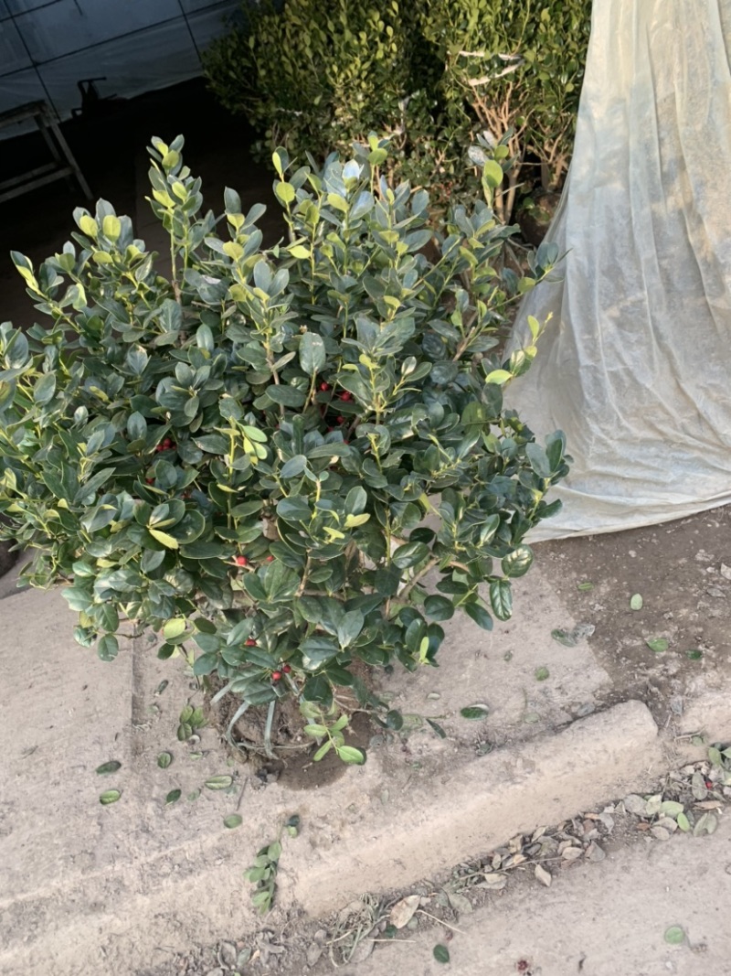 工程绿化苗枸骨球大小规格齐全有需要可联系