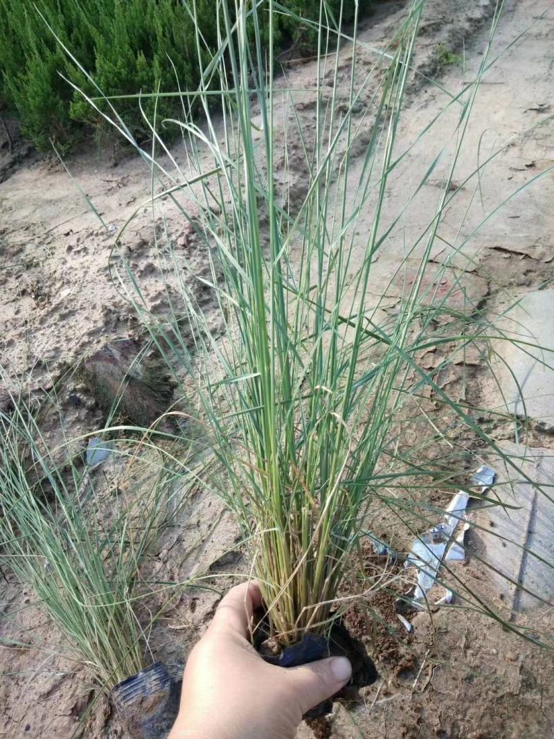 山东基地直供网红草，粉黛乱子草，粉黛，乱子草种苗