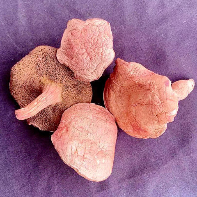 野生红乳牛肝菌云南干货特产特级菌干口感滑嫩农家食用营养菌