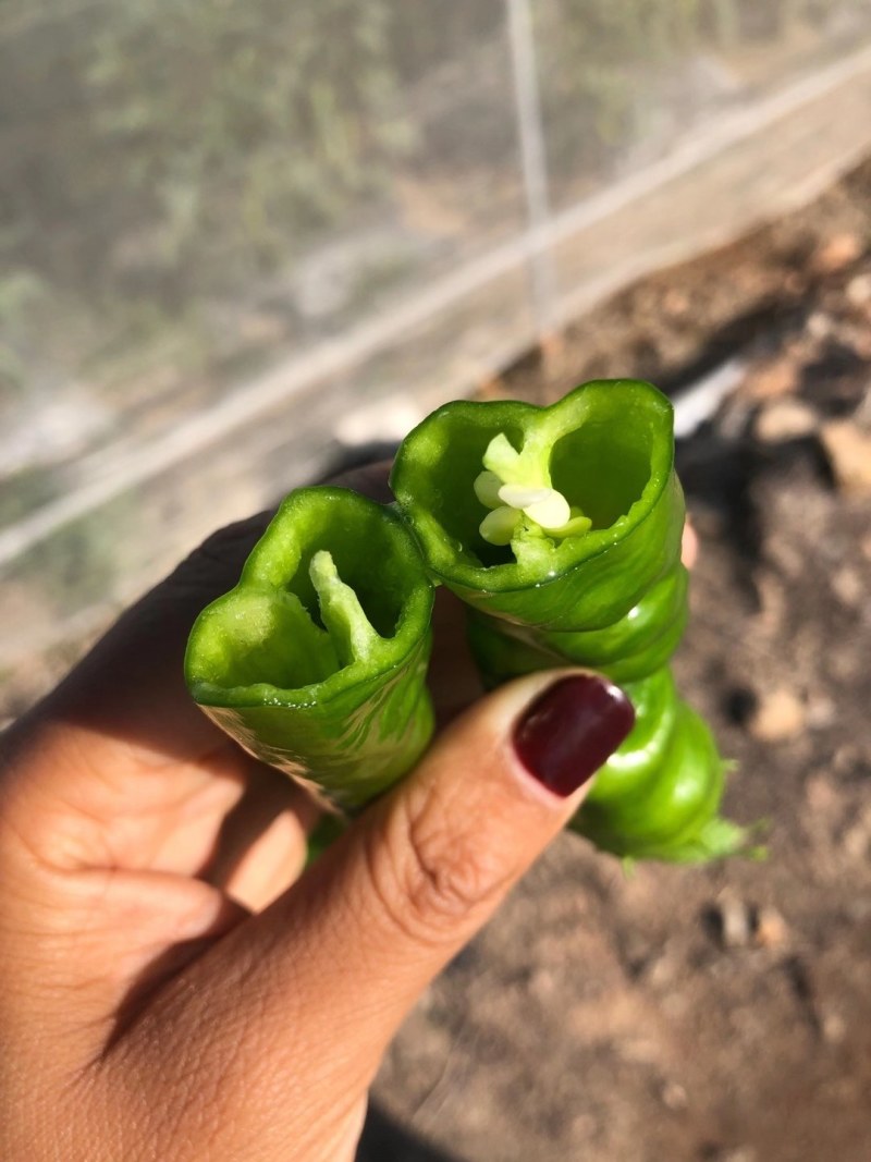 螺丝椒，黄皮尖椒，圆椒，大量现货供应中，欢迎关照