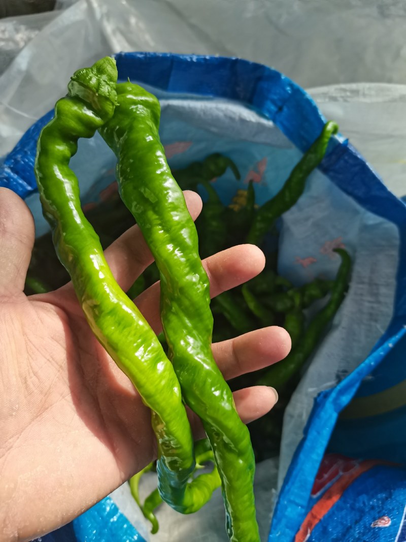 螺丝椒，黄皮尖椒，圆椒，大量现货供应中，欢迎关照