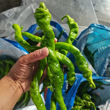 螺丝椒，黄皮尖椒，圆椒，大量现货供应中，欢迎关照