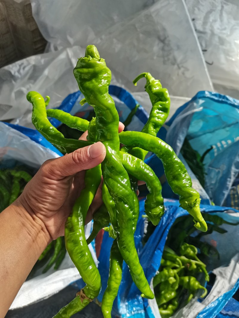 螺丝椒，黄皮尖椒，圆椒，大量现货供应中，欢迎关照