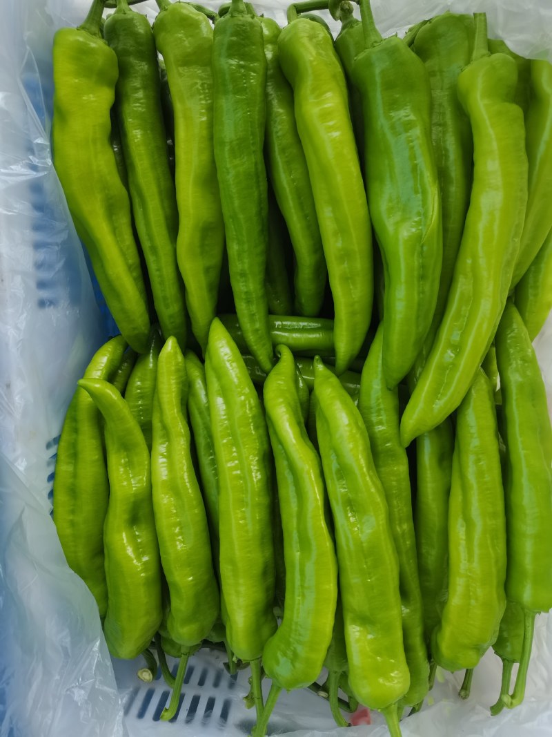螺丝椒，黄皮尖椒，圆椒，大量现货供应中，欢迎关照