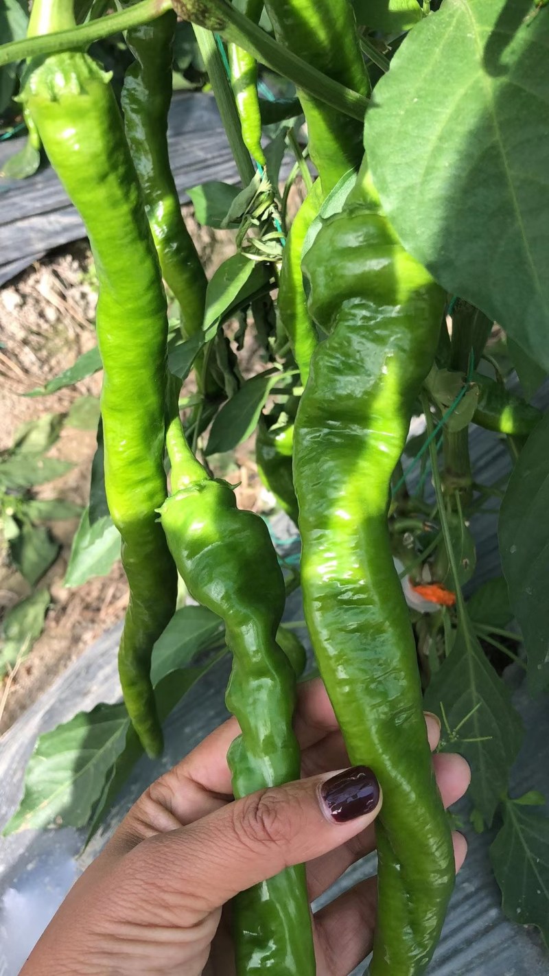 螺丝椒，黄皮尖椒，圆椒，大量现货供应中，欢迎关照