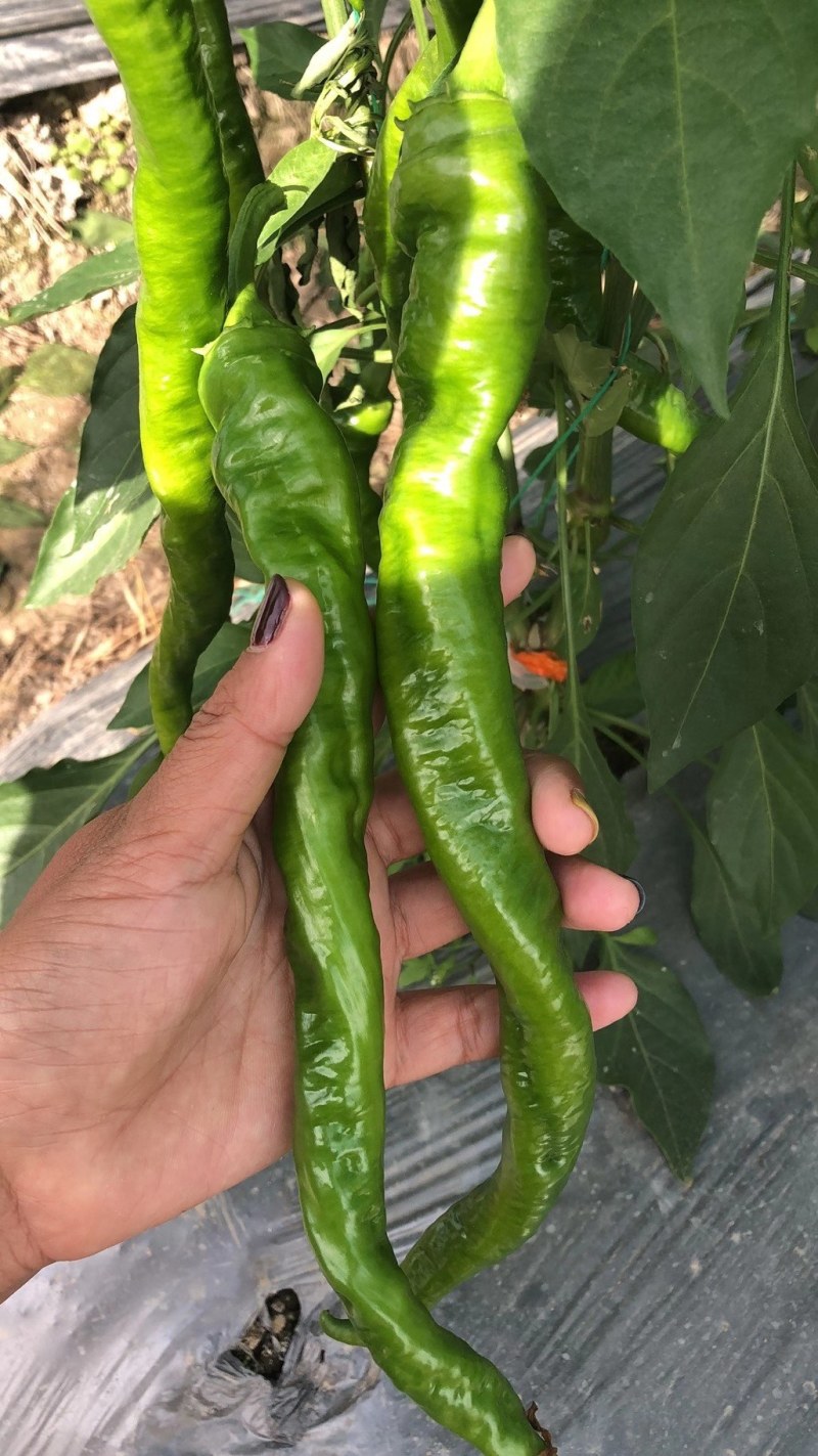 螺丝椒，黄皮尖椒，圆椒，大量现货供应中，欢迎关照