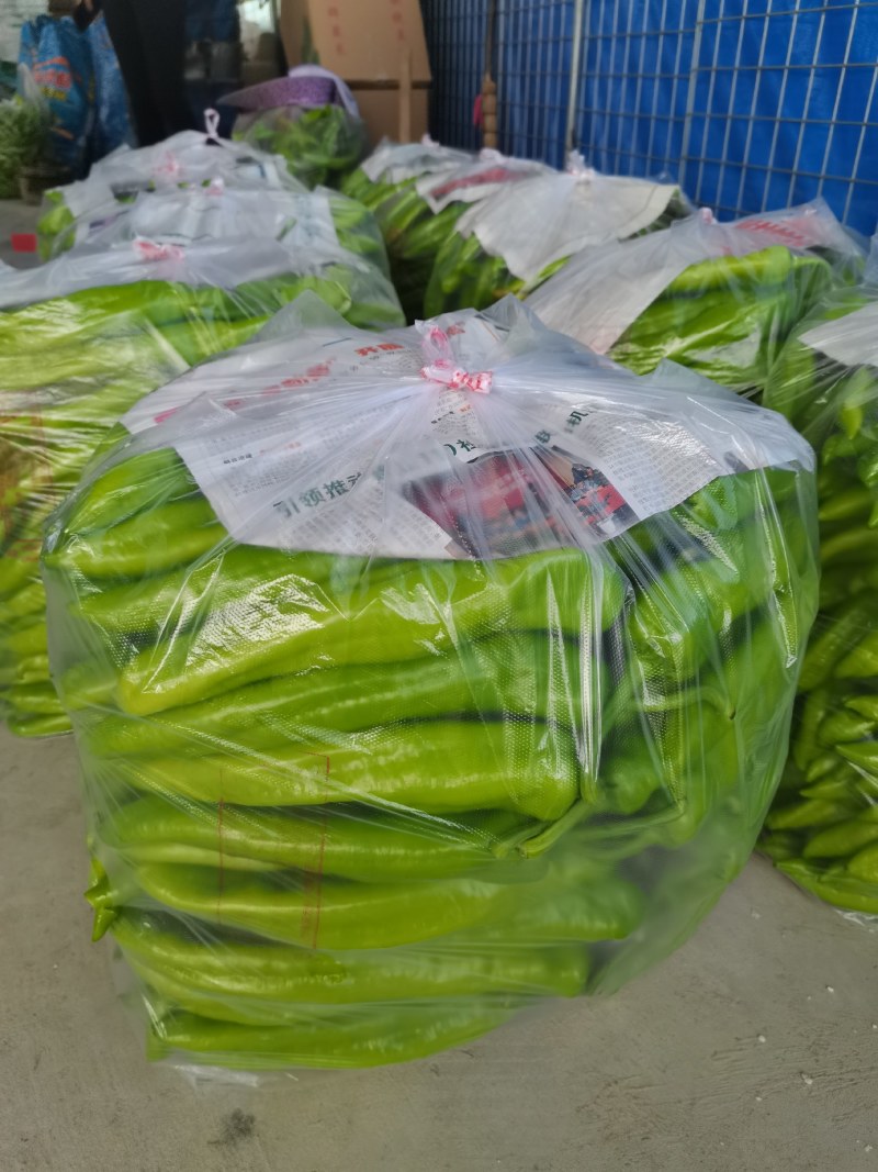 螺丝椒，黄皮尖椒，圆椒，大量现货供应中，欢迎关照