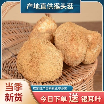 良二古田猴头菇干货猴头菌刺猬菌干猴头菇特产食用菌菇煲汤佳