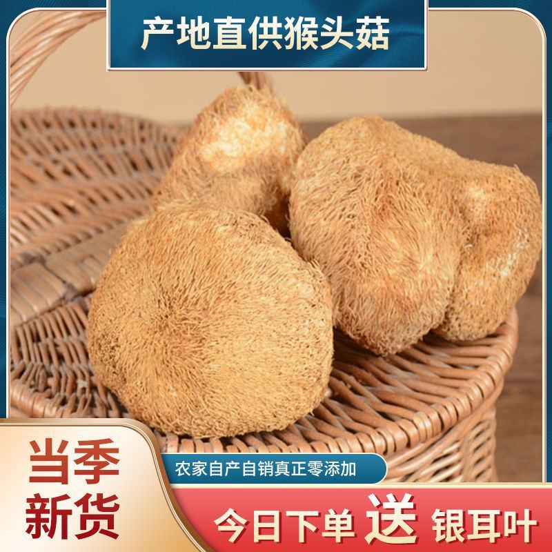 良二古田猴头菇干货猴头菌刺猬菌干猴头菇特产食用菌菇煲汤佳