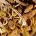 野生茶树菇干货散装批发古田特产菌菇包炖汤凉拌野生食用菌茶