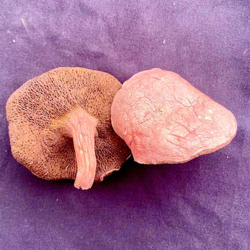 野生红乳牛肝菌云南干货特产特级菌干口感滑嫩农家食用营养菌