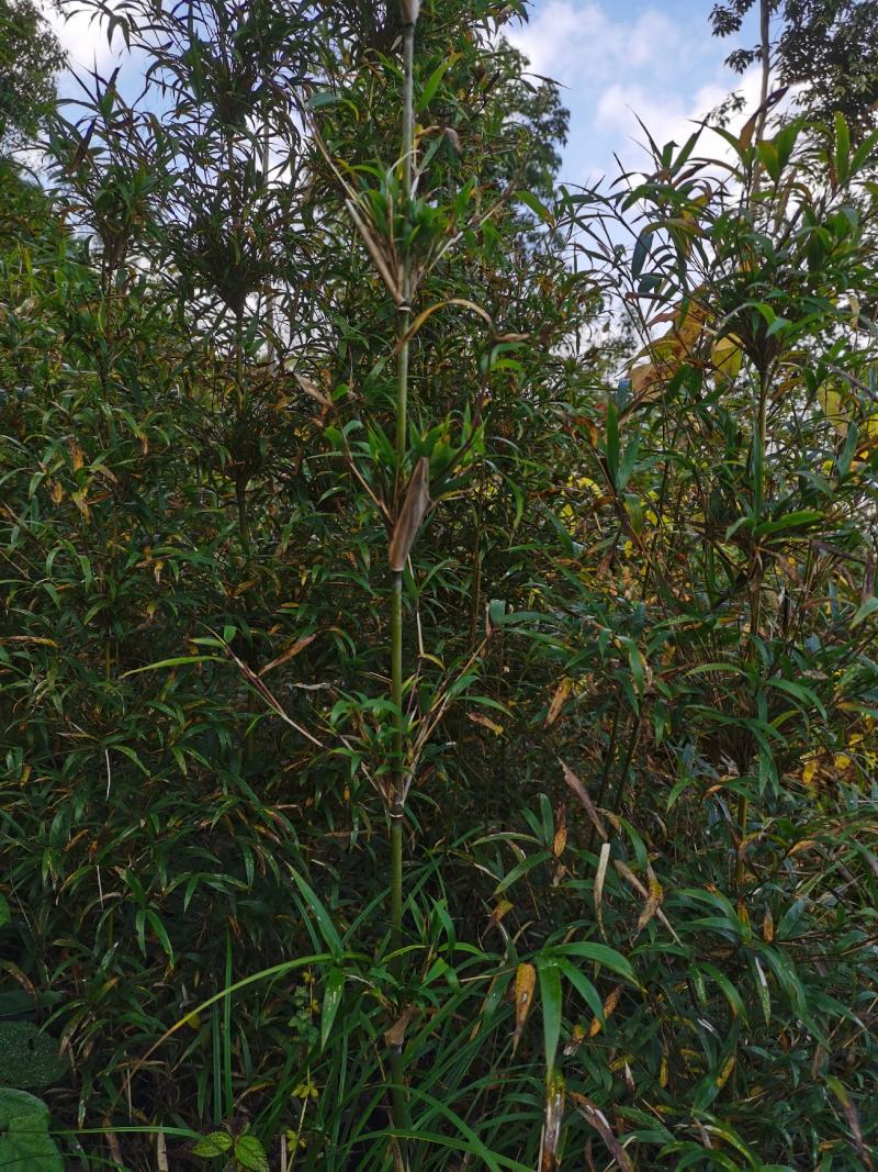 {精选}竹苗云南大理庭院种植，金竹苗欢迎采购