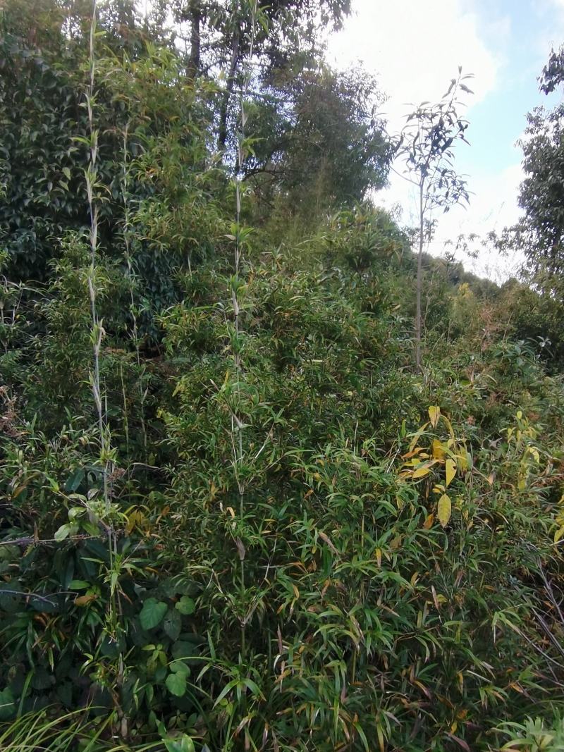 {精选}竹苗云南大理庭院种植，金竹苗欢迎采购