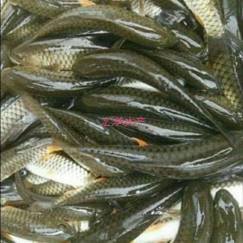 军鱼苗青竹鲩石坚鱼量大从优，品质保证全国发货！