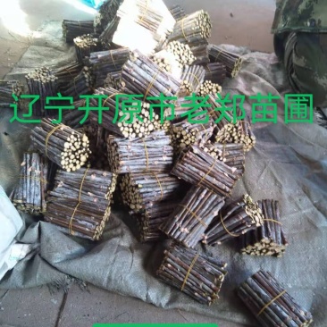 金叶卫矛接穗金叶丝棉木种条嫁接繁育杩子耐寒彩叶苗木