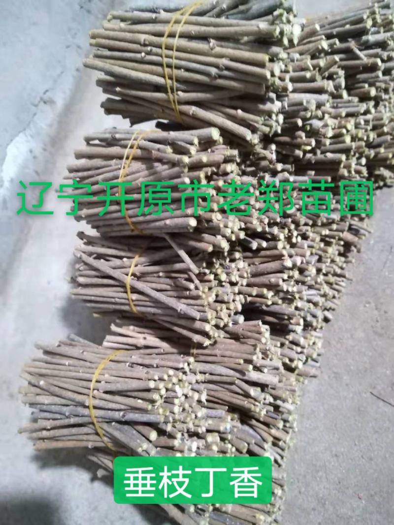 金叶卫矛接穗金叶丝棉木种条嫁接繁育杩子耐寒彩叶苗木