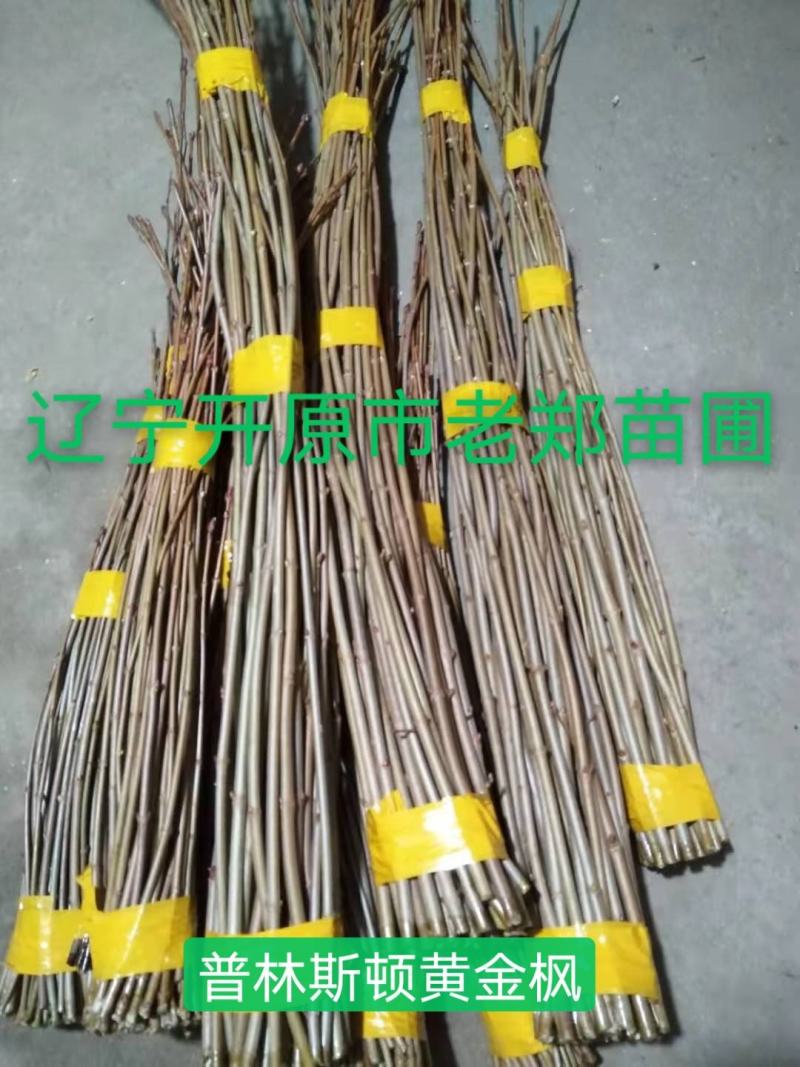 金叶卫矛接穗金叶丝棉木种条嫁接繁育杩子耐寒彩叶苗木