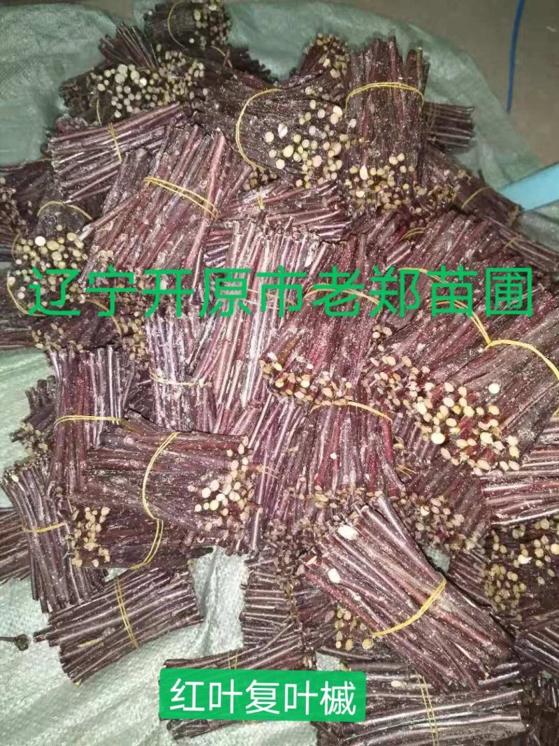 金叶卫矛接穗金叶丝棉木种条嫁接繁育杩子耐寒彩叶苗木